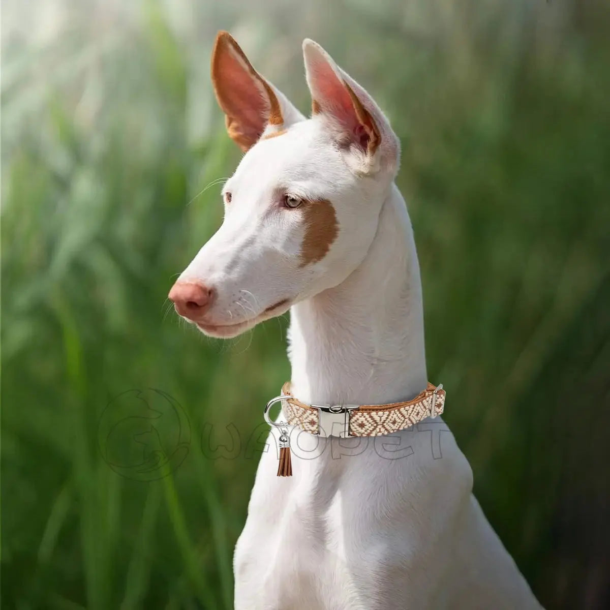 Bohemian Dog Collars.